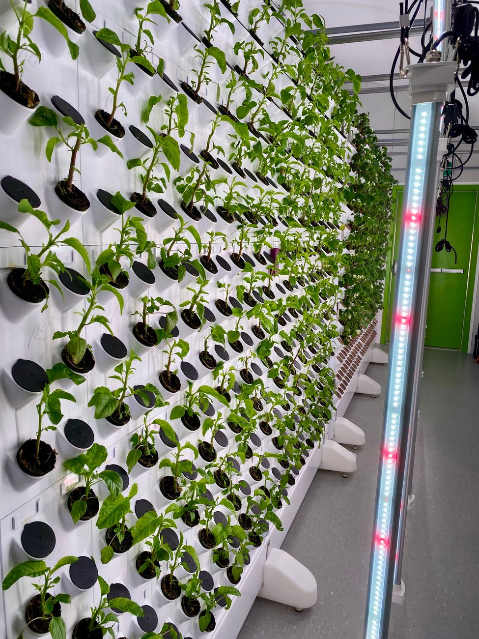 innovative vertical hydroponic garden indoors